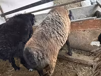 Ոչխար, Blackheaded Persian sheep — լուսանկար 4