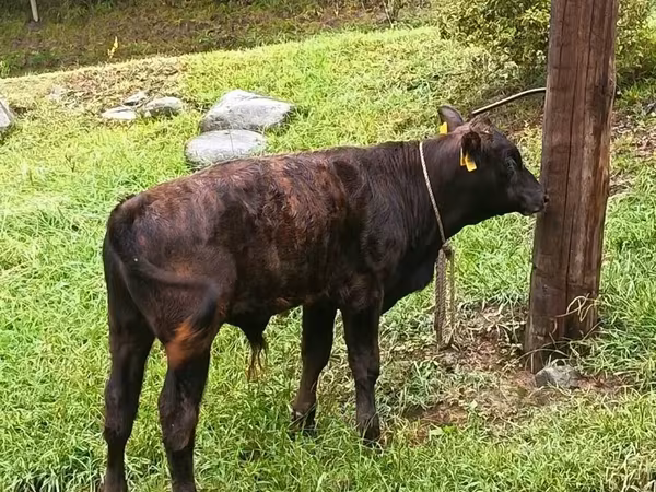 Bull, Aberdeen-Angus