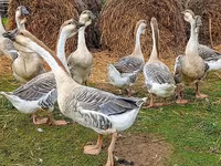 تشاينيز — الصورة 3