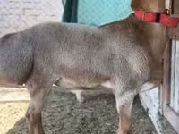 मेढ़ा, Rhon sheep — फ़ोटो 8