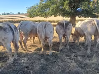 Ցուլ, Կաստա կով — լուսանկար 7