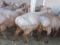 Widder, Arashan sheep — Foto 3