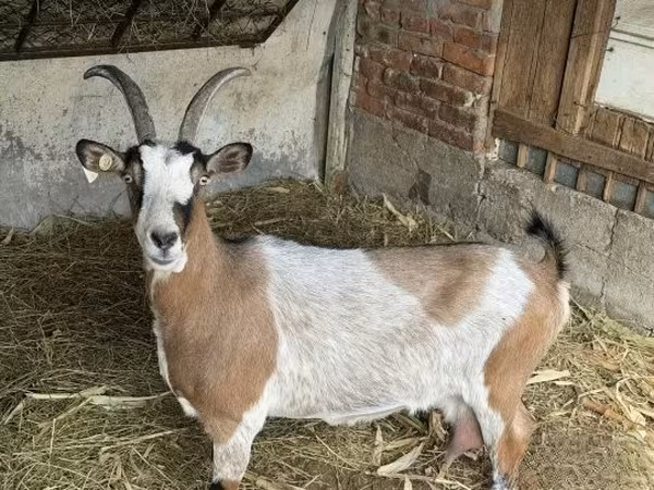母山羊, Goats
