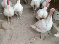 Turkeys — 2-сурет