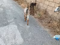 Goat, Goats — photo 7
