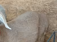 نعجة, Arashan sheep — الصورة 3