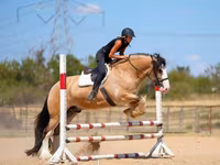 Ձի, Gypsy horse — լուսանկար 4
