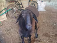 Ram, Hissar sheep — photo 4