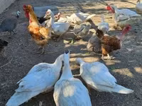 Danish hen — photo 3