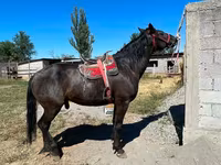 Cavalo, Karabair horse — foto 1