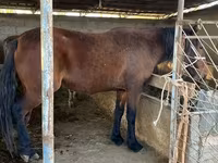 Cavalo, Tatar horse — foto 4