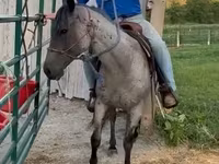 Айғыр, Quarter Horse — 2-сурет