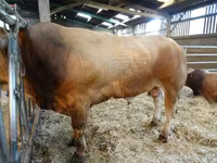 Бұқа, Partenaise cattle — 2-сурет