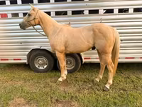 Ձի, Quarter Horse — լուսանկար 4