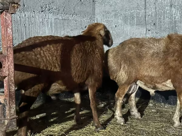Խոյ, Edilbay sheep