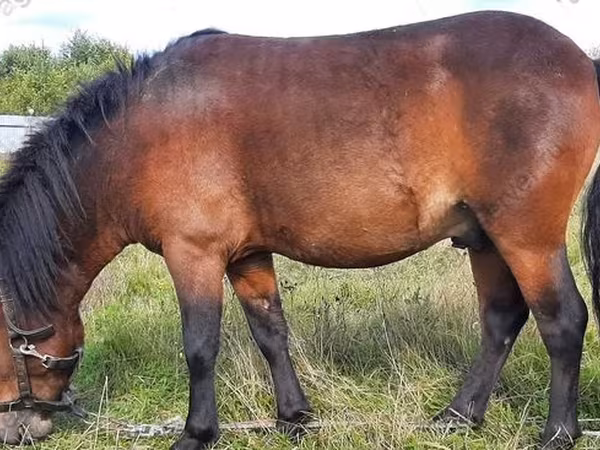 Ձի, American shetland pony