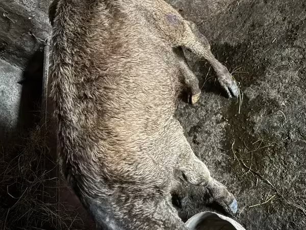 Ցուլ, Խոշոր եղջերավոր — Հայաստան
