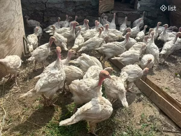 Turkeys — 亚美尼亚