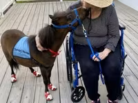 公马, Miniature horse — 照片 2