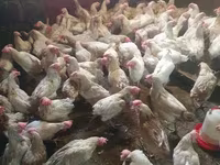 Chickens — Foto 2