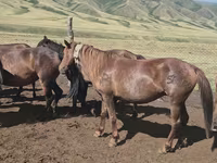 Էգ ձի, Ձիեր — լուսանկար 5