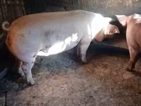 Sow, Pigs — photo 2