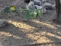 Ducks — լուսանկար 3