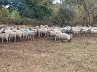 Ոչխար, Baerchuke sheep — լուսանկար 2