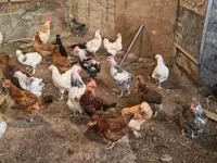 Chickens — լուսանկար 2
