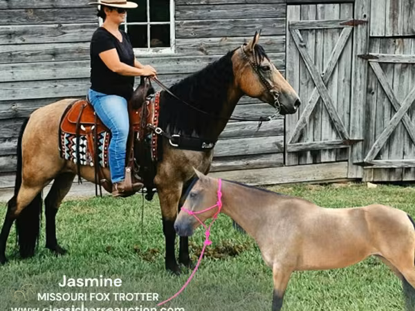 母马, Missouri foxtrotter