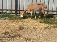 भेड़, Arashan sheep — फ़ोटो 2