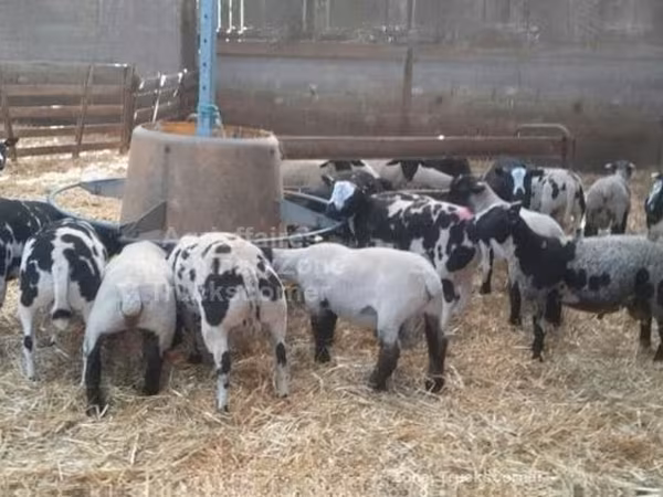 Խոյ, Zwartbles sheep