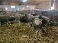 भेड़, Ile-de-France sheep — फ़ोटो 3