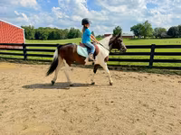 公马, Pinto horses — 照片 5