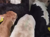 Ցուլ, Simmental cattle — լուսանկար 3