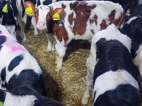 Ցուլ, Simmental cattle