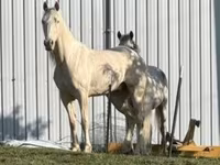 حصان, Kentucky mountain daddle horse — الصورة 3
