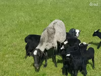 Ոչխար, Romanov sheep — լուսանկար 8