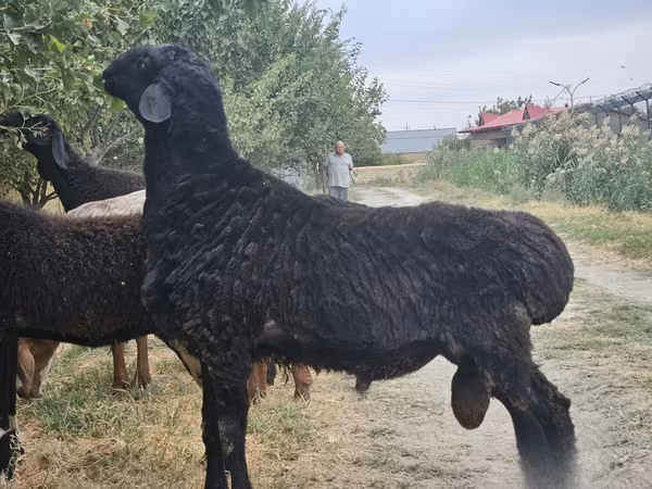 Խոյ, Ոչխարներ