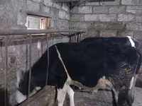 Bull, Russian Black pied cattle — photo 6