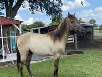 Horse (M), Rocky Mountain Horse — photo 6
