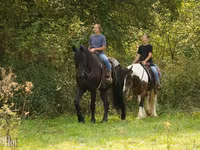 公马, Friesian — 照片 2