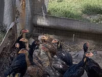 Chickens — photo 3