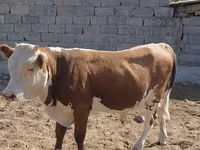 Букачар, Швиц породу — сүрөт 2
