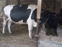 母牛, Russian Black pied cattle — 照片 7