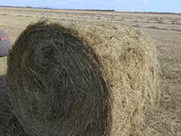 Продам сено рядом с Кокшетау — photo 2