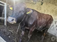 Ցուլ, Red Estonian cattle — լուսանկար 3
