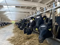 Vaca, Raza Holstein — foto 2