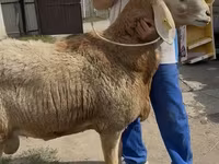Ոչխար, Baerchuke sheep — լուսանկար 1