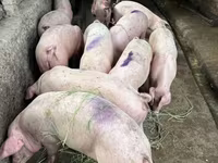 Sow, Pigs — photo 1